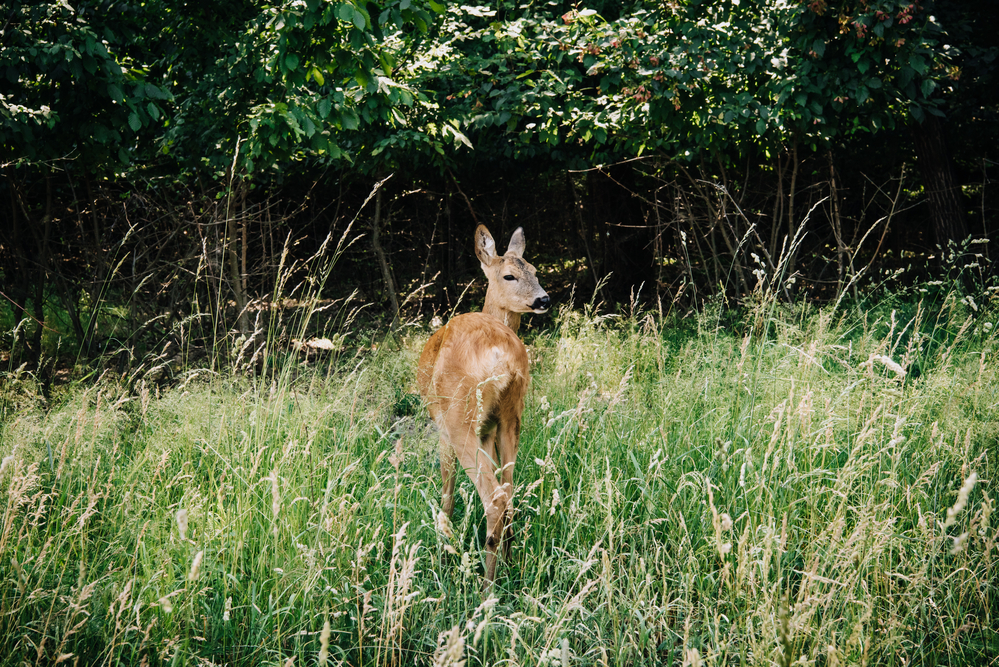 Prepare For Deer Season