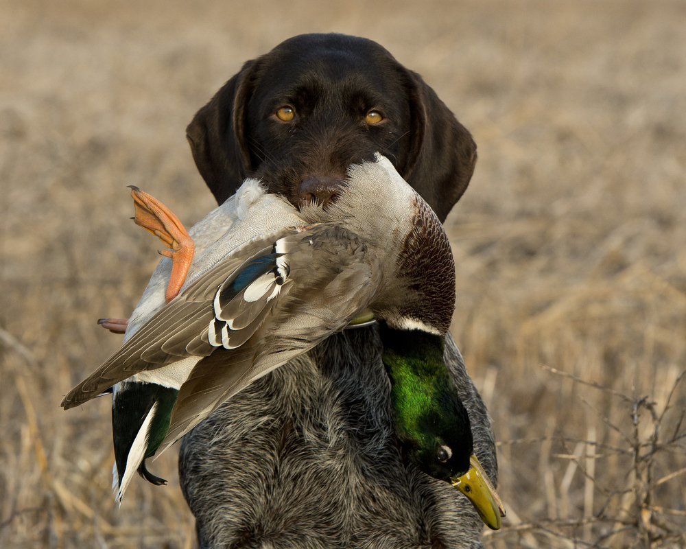 Top Duck Hunting Tips