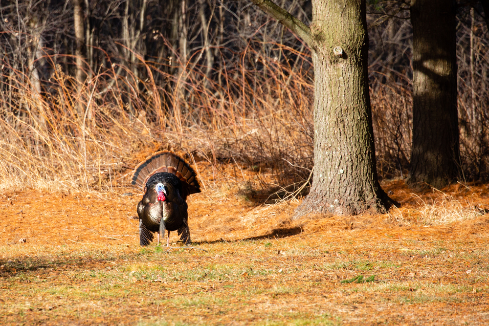 Spring Turkey Hunting Tips For the Late Season