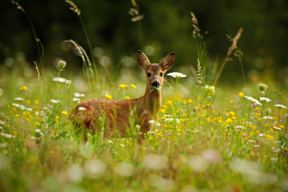 5 Bow Hunting Tips for Deer Season