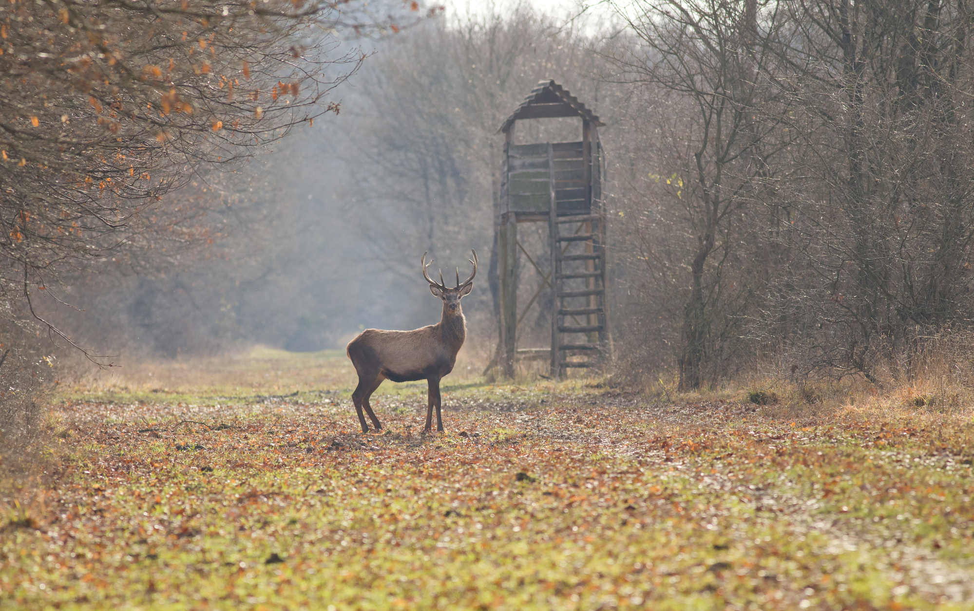 How to Choose and Use the Best Equipment for Hunting Deer