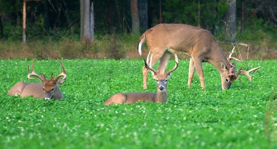 When to Plant Food Plots for Deer Hunting Success