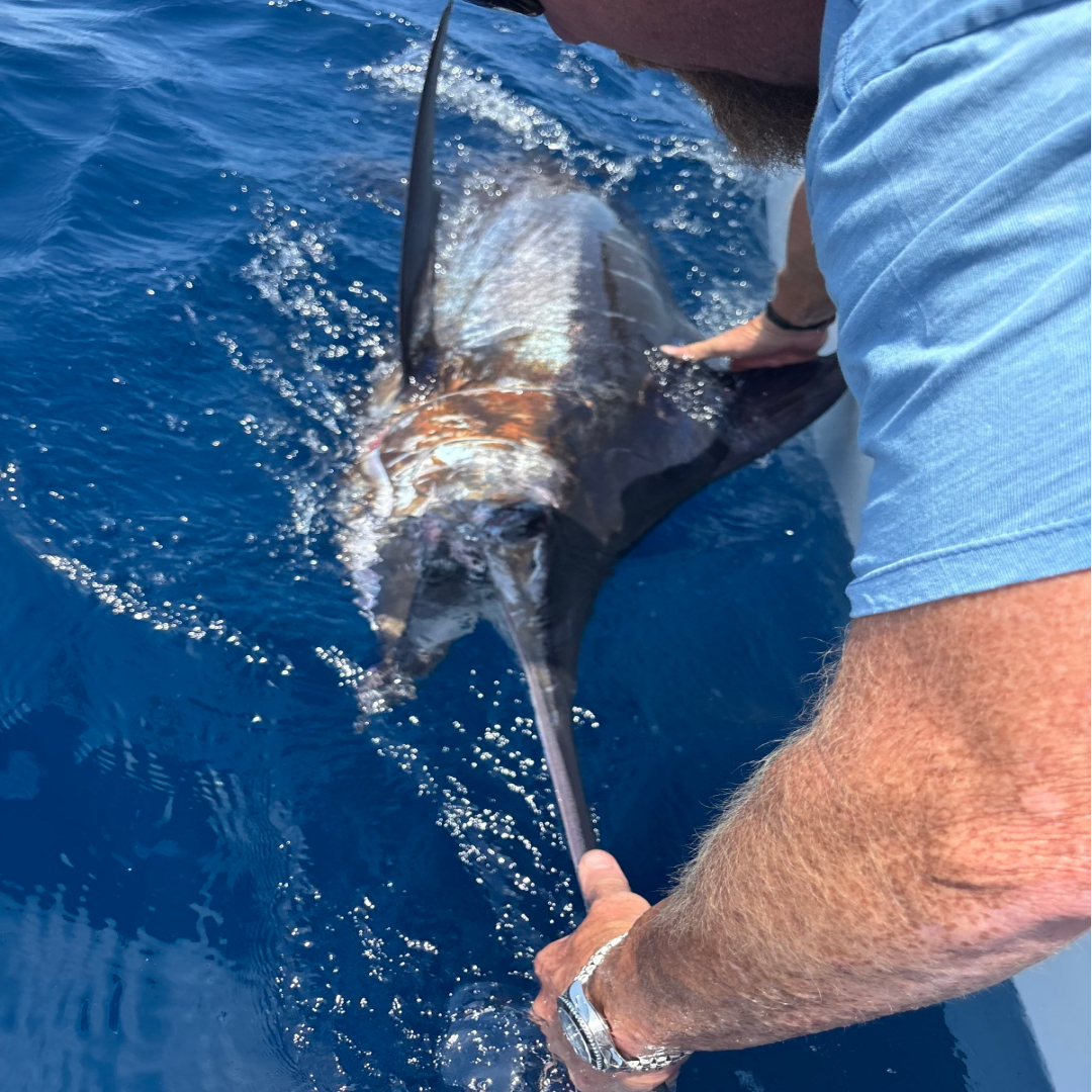 Blue marlin catch